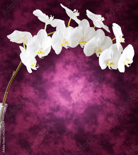 Board z aluminiowym obramowaniem Białe kwiaty orchidei