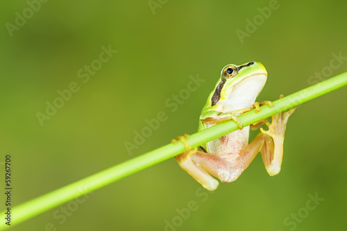 Obraz na płótnie canvas dwuczęściowy "dyptyk" San antonio frog (hyla arborea). 