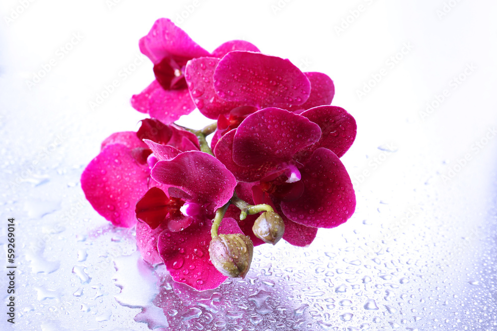 Beautiful orchids with drops