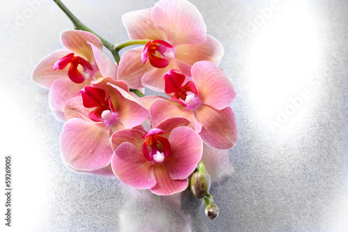 Obraz w ramie Pink beautiful orchids with drops