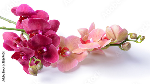 Tapeta ścienna na wymiar Beautiful blooming orchid isolated on white