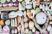 Wall Of Seashell