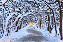 Winter Scenery In Snowy Park Of Gdansk, Poland