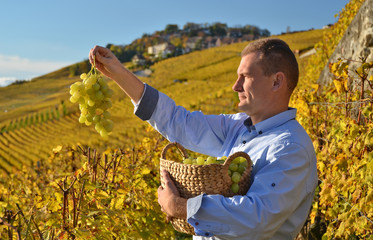 Wall Mural - Man holding a basket of grapes. Lavaux region, Switzerland