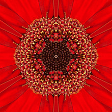 Red Concentric Flower Center. Mandala Kaleidoscopic Design