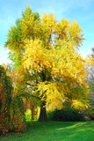 Fototapeta Na drzwi - Tall gingko biloba tree with golden leaves