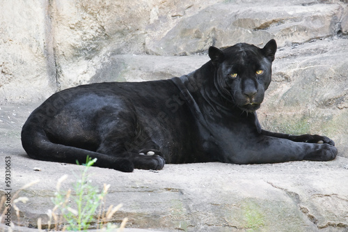 Valokuva  Black panther