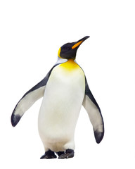 emperor penguins