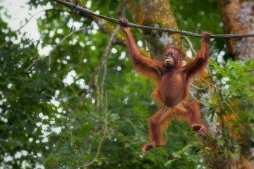 Wall Mural - Borneo Orangutan