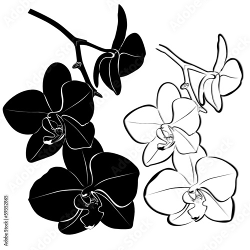 Tapeta ścienna na wymiar orchids