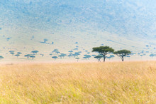 Savannah Trees - Umbrella Acacias In The Masai Mara