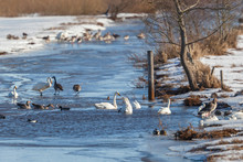 Whooper Swans And Geese