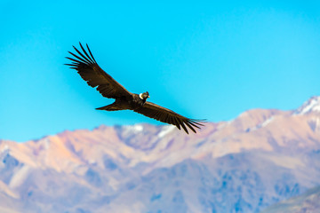 Wall Mural - Flying condor over Colca canyon,Peru,South America.