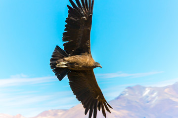  This condor the biggest flying bird on earth