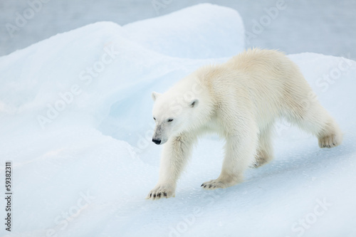 Plakat na papierze fotorealistycznym Niedźwiedź polarny na svalbard