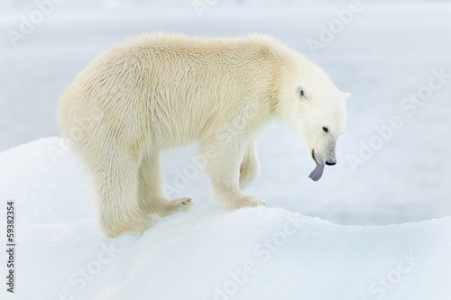 Plakat na papierze fotorealistycznym Niedźwiedź polarny na svalbard