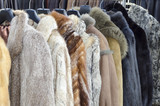 Fototapeta  - Row of coats made of animal fur