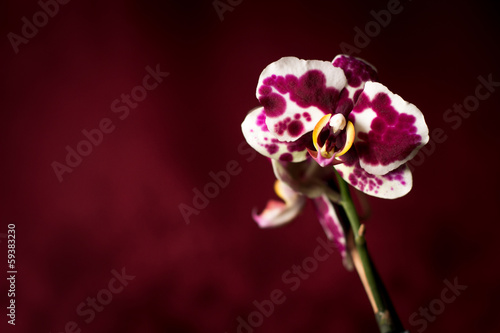 Board z aluminiowym obramowaniem Tygrysia orchidea