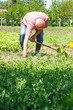 © sanjagrujic - Senior male working in the garden
