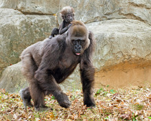 Lowland Gorilla Mother And Infant Riding Her Back