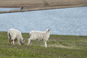 Wall Mural - icelandic sheep family