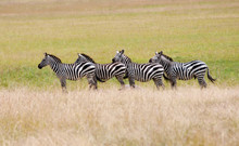 Zebras In The Savannah Standing In A Row