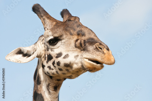 Tapeta ścienna Portret żyrafa - park narodowy masai mara w Kenii
