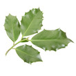 Holly twig isolated on white, clipping path