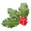 Holly, Christmas decoration, clipping path