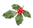 Holly twig isolated on white, clipping path