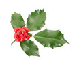Holly twig on white with clipping path