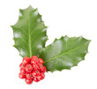 Holly, Christmas decoration on white, clipping path