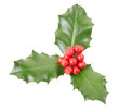 Holly isolated on white, clipping path included