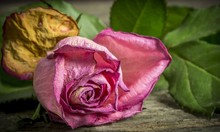 Withering Pink Rose Lying On A Rustic Wooden Table