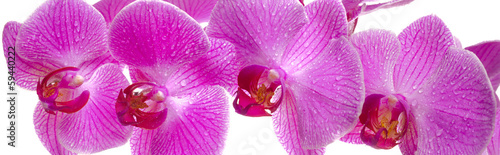 Fototapeta na wymiar orchid in panorama