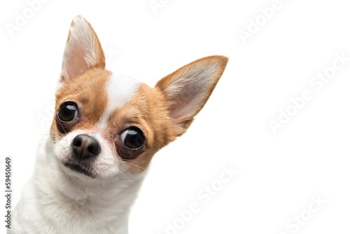 Fotomural Funny Chihuahua peeping out the frame