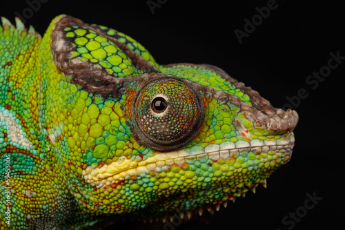 Naklejka samoprzylepna Kameleon