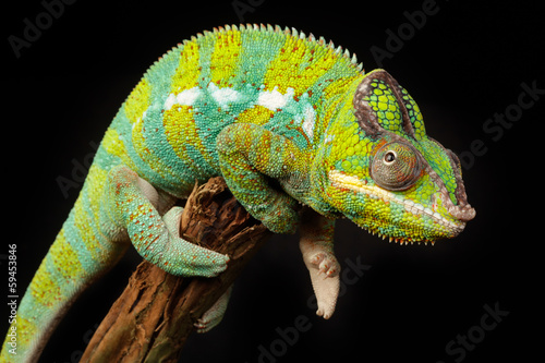 Naklejka samoprzylepna Chamäleon furcifer pardalis