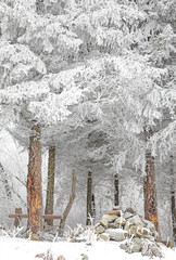 Wall Mural - Frost on the tree