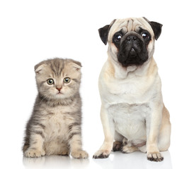 Canvas Print - Dog and kitten