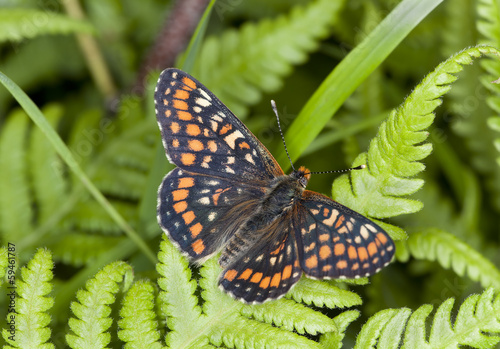 Fotoboard na płycie Rzadki fritillary, euphydryas maturna