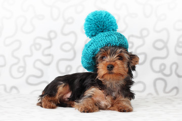  Yorkshire Terrier in a knitted hat