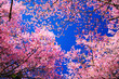 Pink Sakura Cherry Blossom Flowers in Spring Season