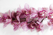 pink orchid branch 