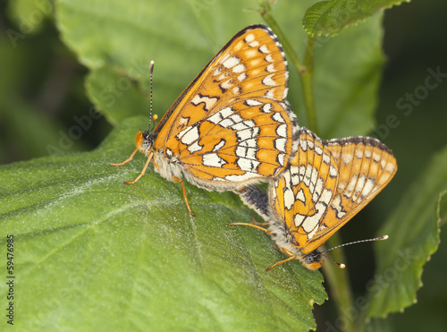 Fotoboard na płycie Krycia rzadki fritillary, euphydryas maturna