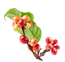 Coffee Beans On A Branch Of Coffee Tree