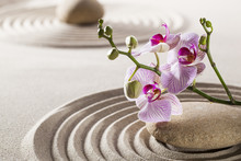 Pure Wellness With Zen Orchids