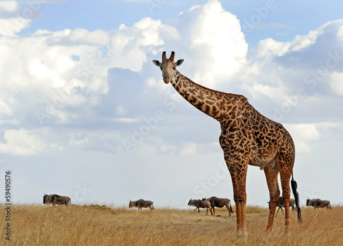 Tapeta ścienna Żyrafa masai mara