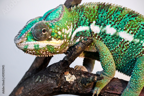 Naklejka samoprzylepna Pantera kameleon