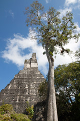 Wall Mural - Tikal, Guatemala